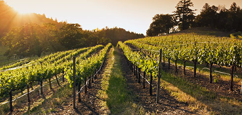 Vineyard